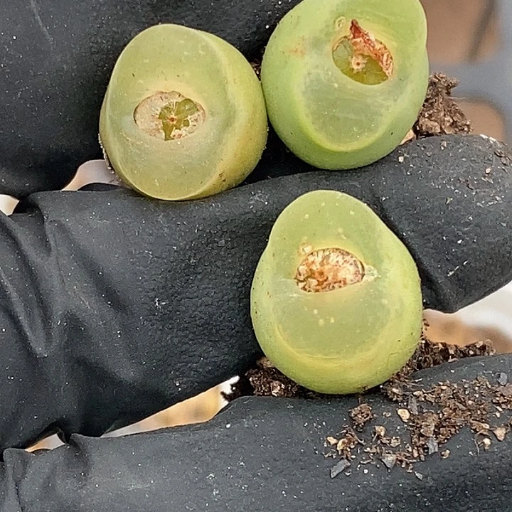 羽桃喜花园0130-35o 泡3颗