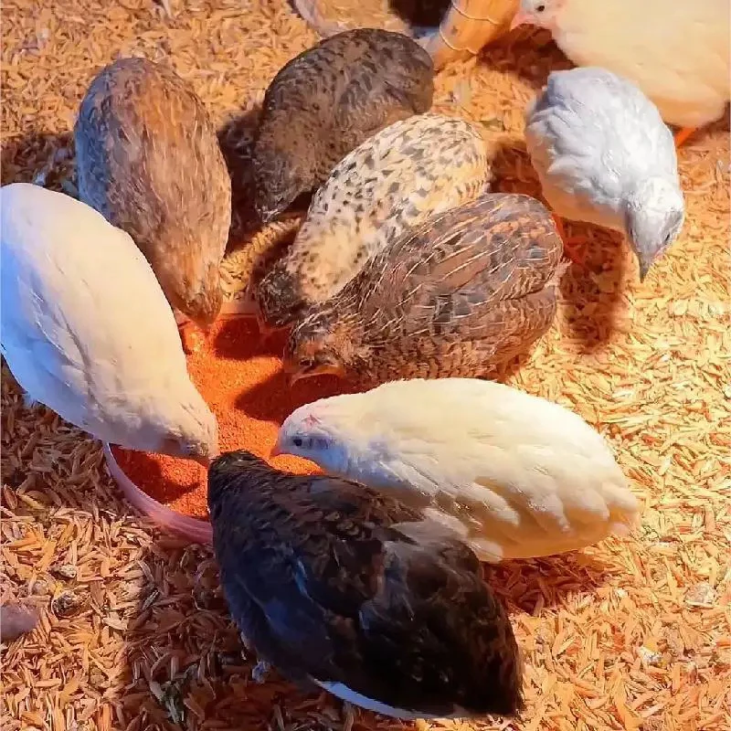 芦丁鸡网红宠物鸡活体鸡全色系观赏小鸡活宠物成鸡幼鸡产蛋