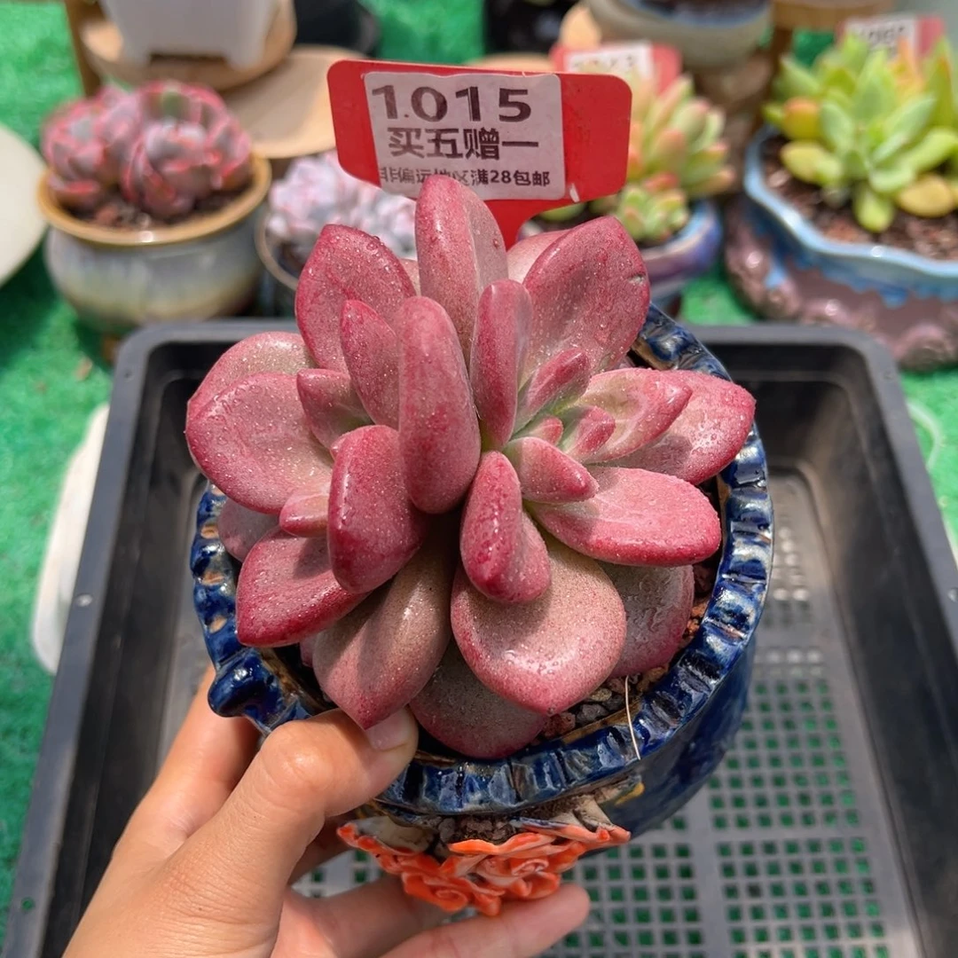 表妹精品多肉1015.