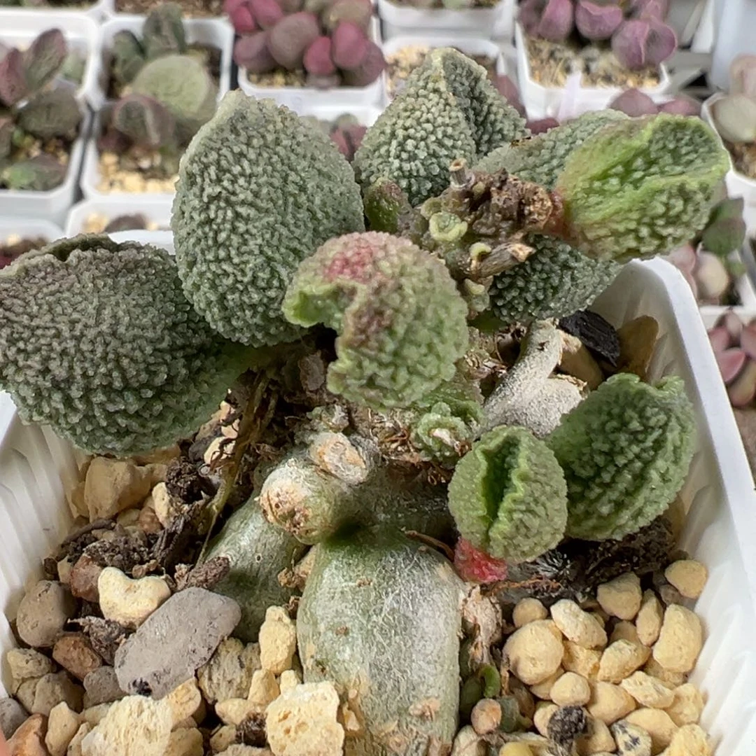 w胖五多肉植物水泡