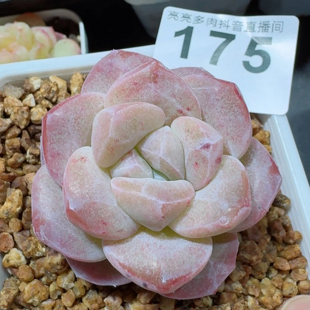 石化冰玉         精品多肉