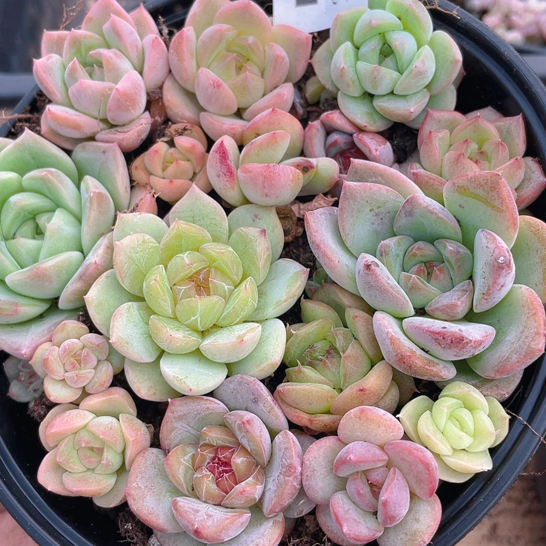 多肉植物多肉植物551