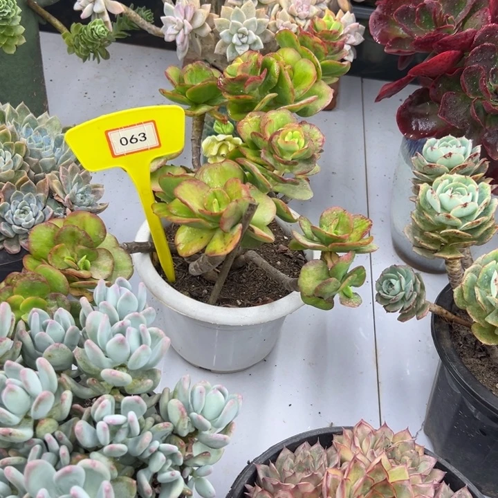 花***）完全开放红梅多肉植物063