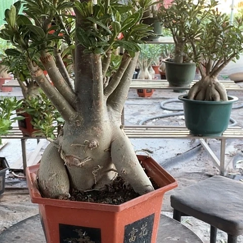 飞***0完全开放沙漠玫瑰