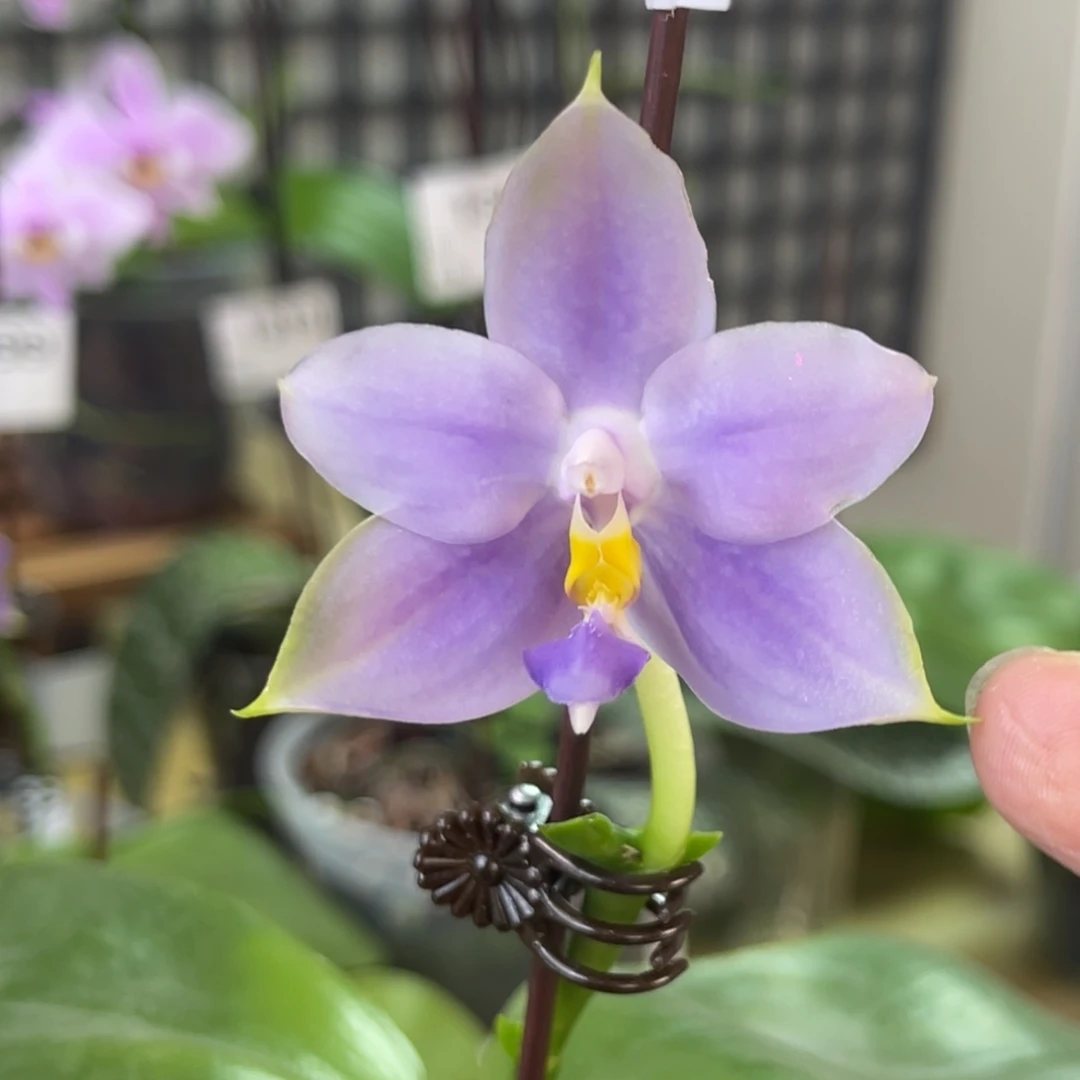 完全开放SWR22MC-1348