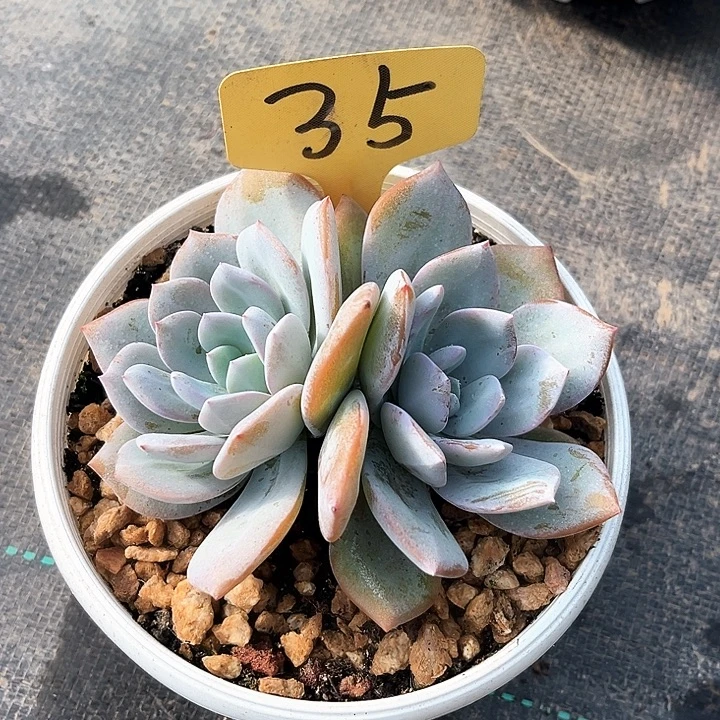奶茶35号码牌子的话题
