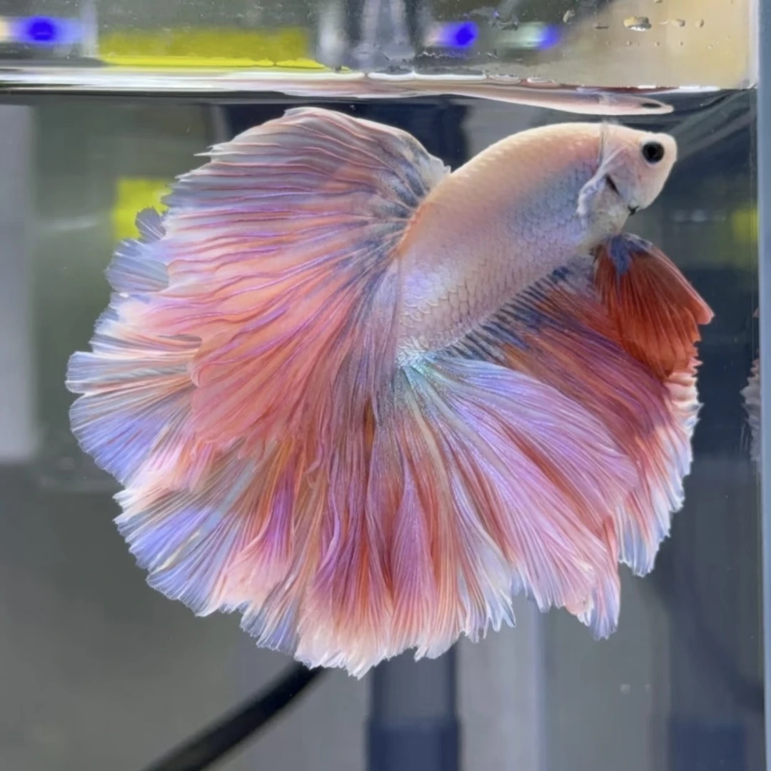 A13（289-312）泰国斗鱼小型热带观赏鱼耐活好养（直播间选鱼）