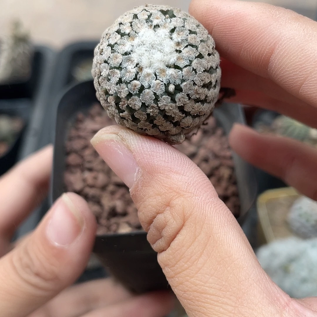 484蔷薇丸自根（满18元包邮）