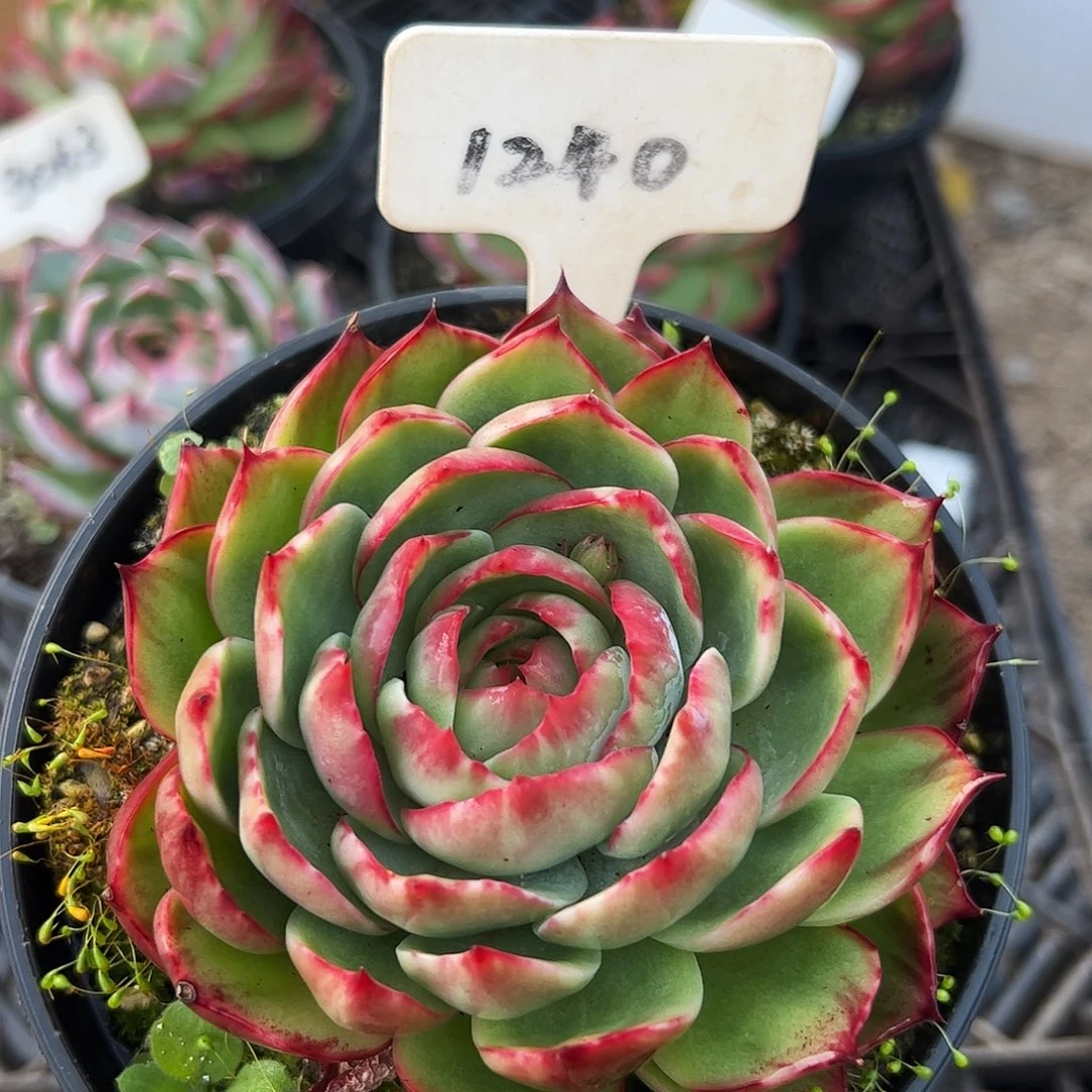 惊鸿仙子1240号不周正介意勿拍