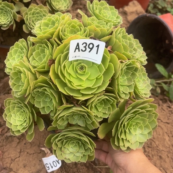 万圣夜多肉植物391.