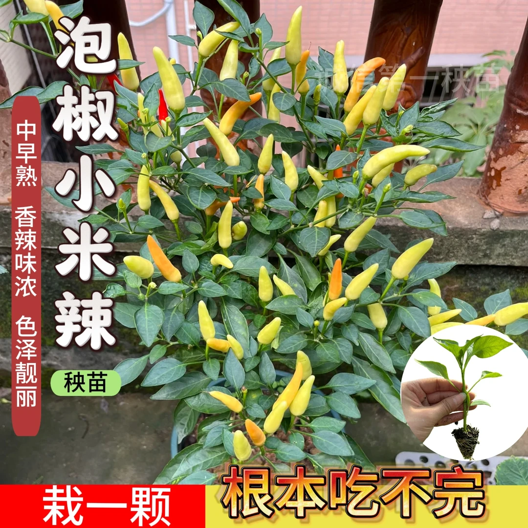 小米辣黄色朝天椒泡椒种子辣椒辣味香蔬菜种籽苗孑四季南北方特辣