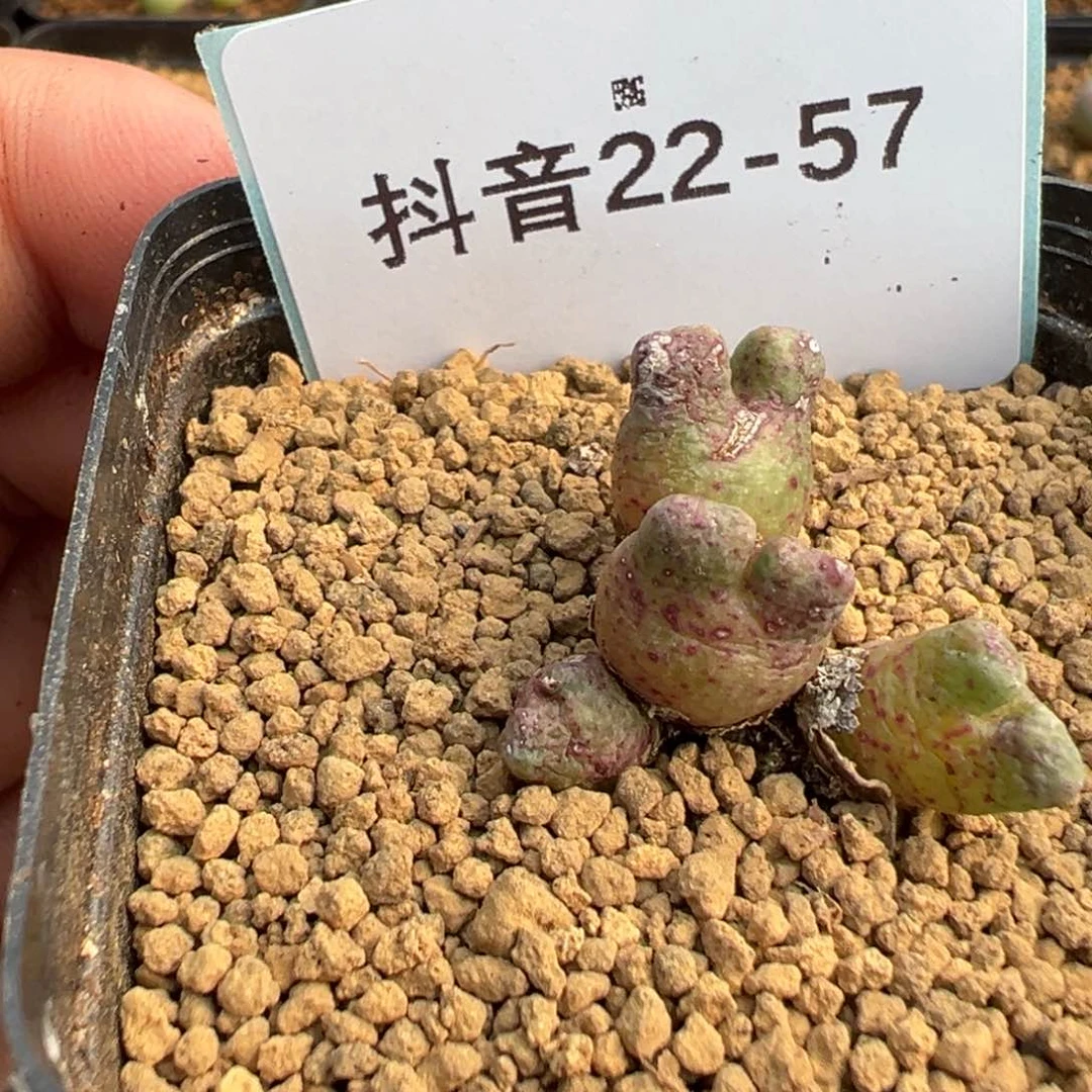 逗*22-57鹿角斑马多肉植物