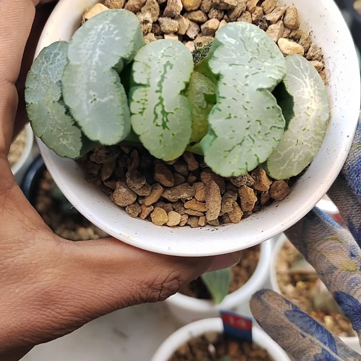 72蓝翼玉扇 8厘米左右一物一拍带盆