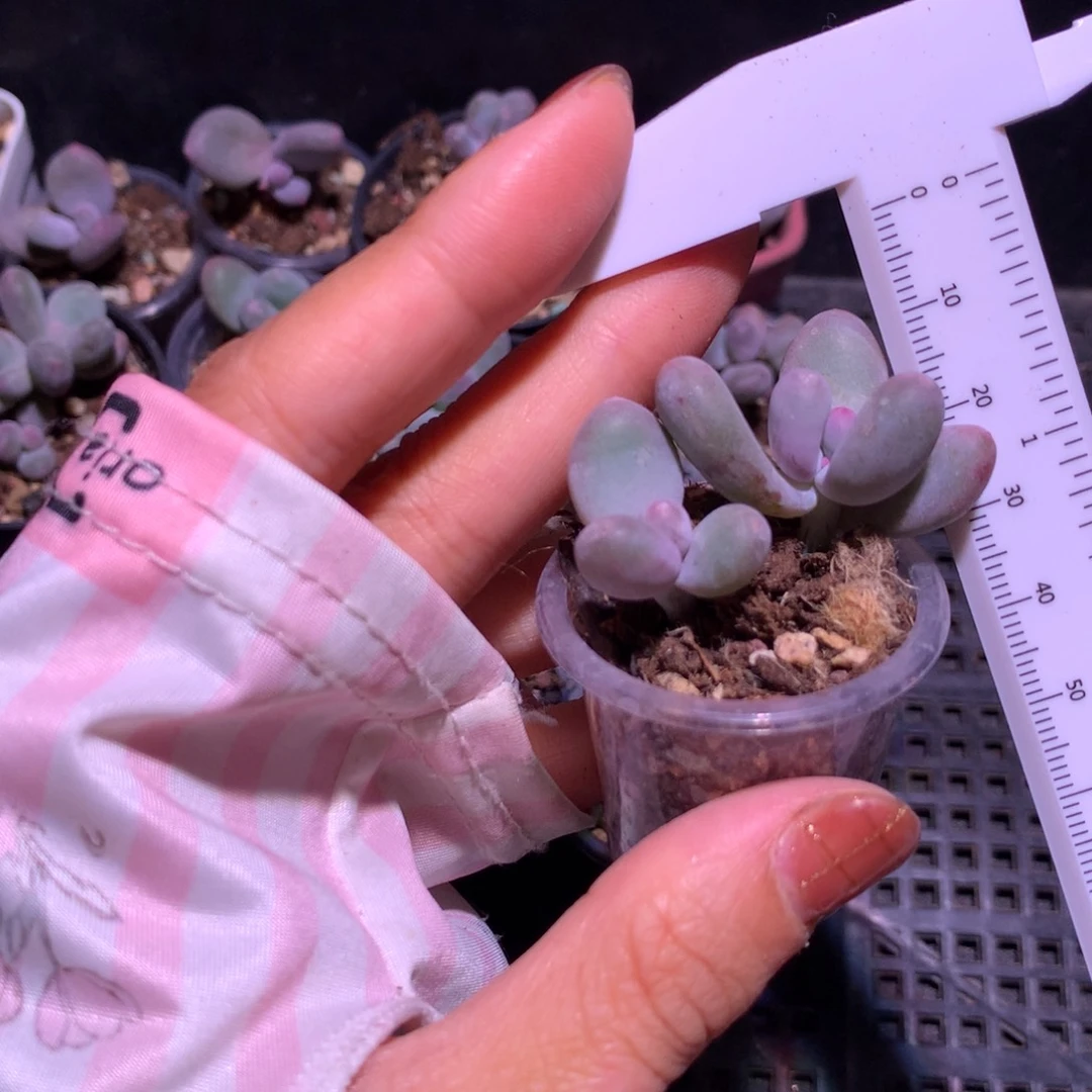 彩虹，不满28发叶片发到付