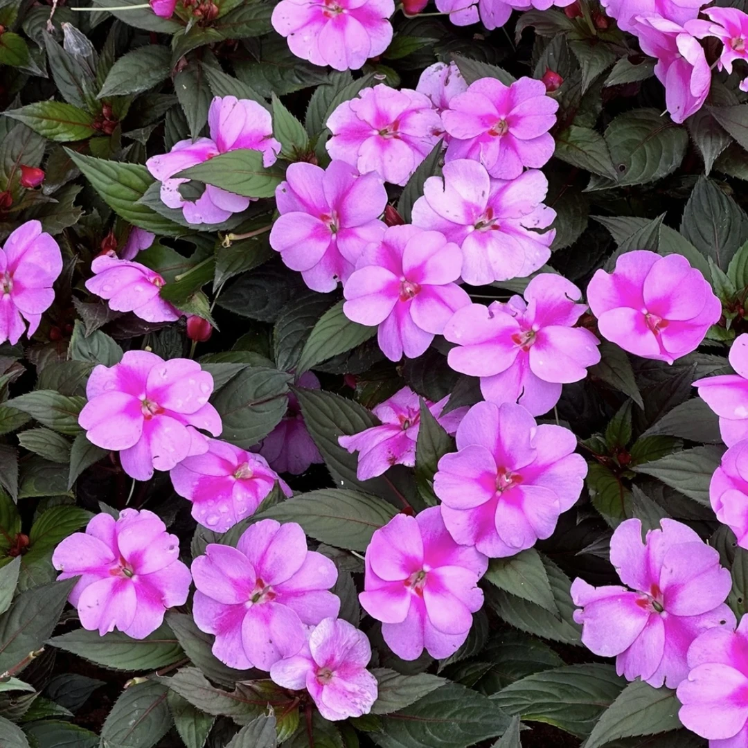 浅紫双色凤仙花盆栽多年生庭院阳台新手易养护爆花强抗晒