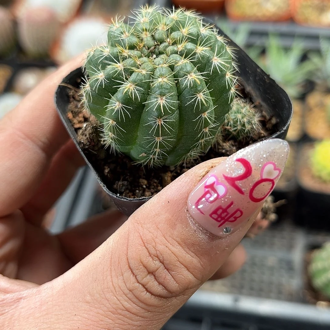 青王单头发货有根发货