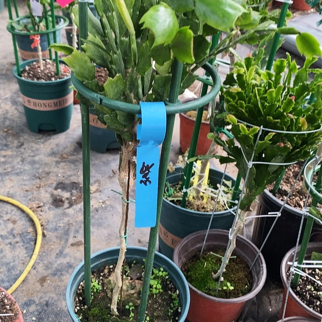 ****顺无花朵福利款单色
