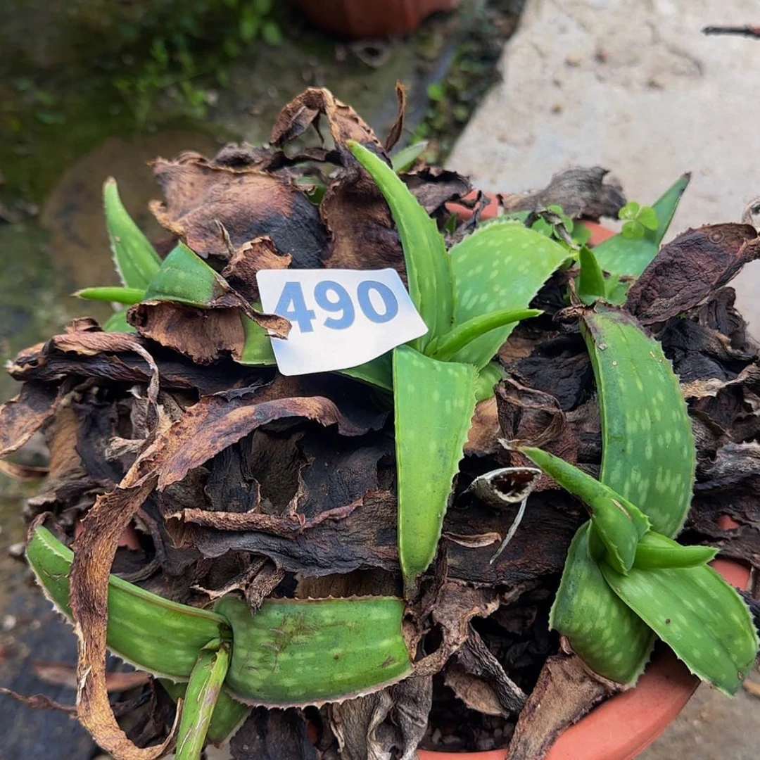 【闪购商品】刘*力块根植物