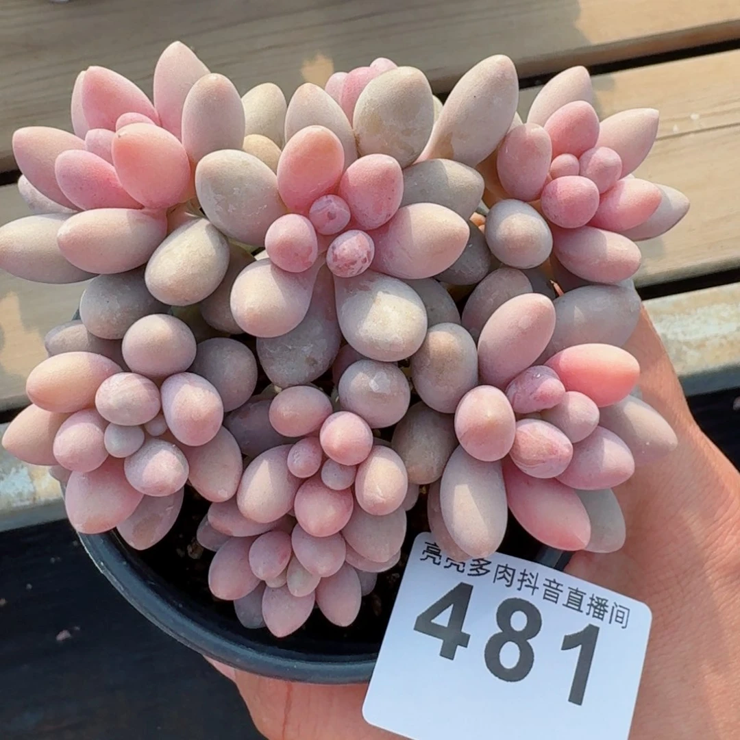 粉色恋人群生         精品多肉