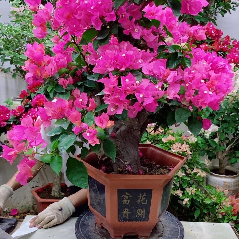 【闪购商品】完全开放