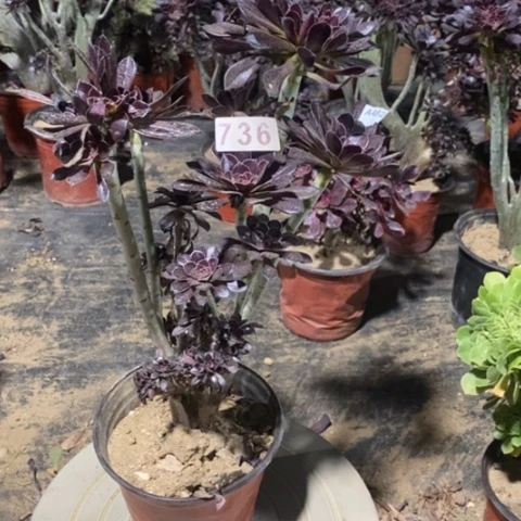 黑法师缀一物一拍