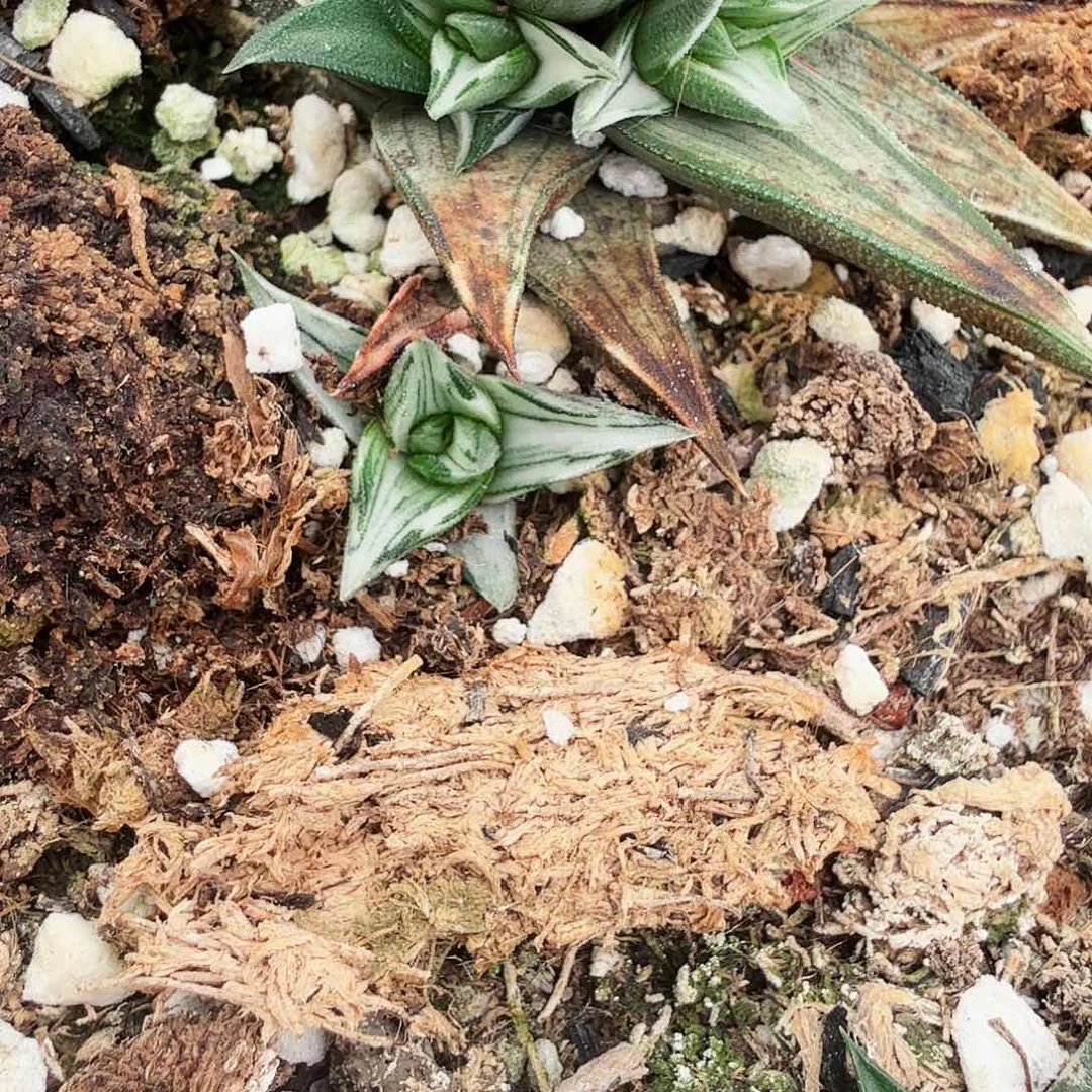 象牙塔白锦侧牙无根