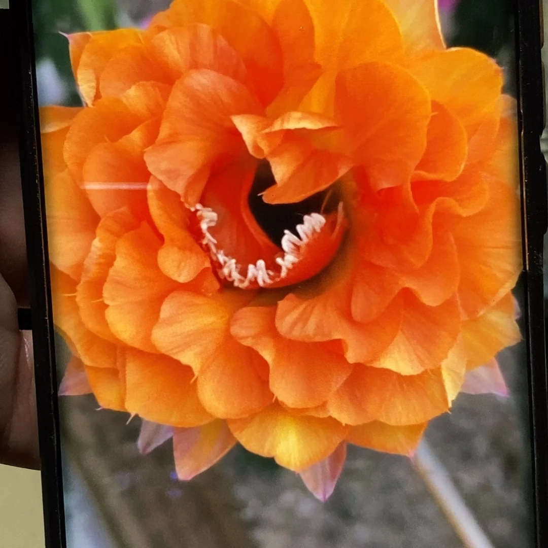 彩 金阁侧芽歪20包邮/4–5公分