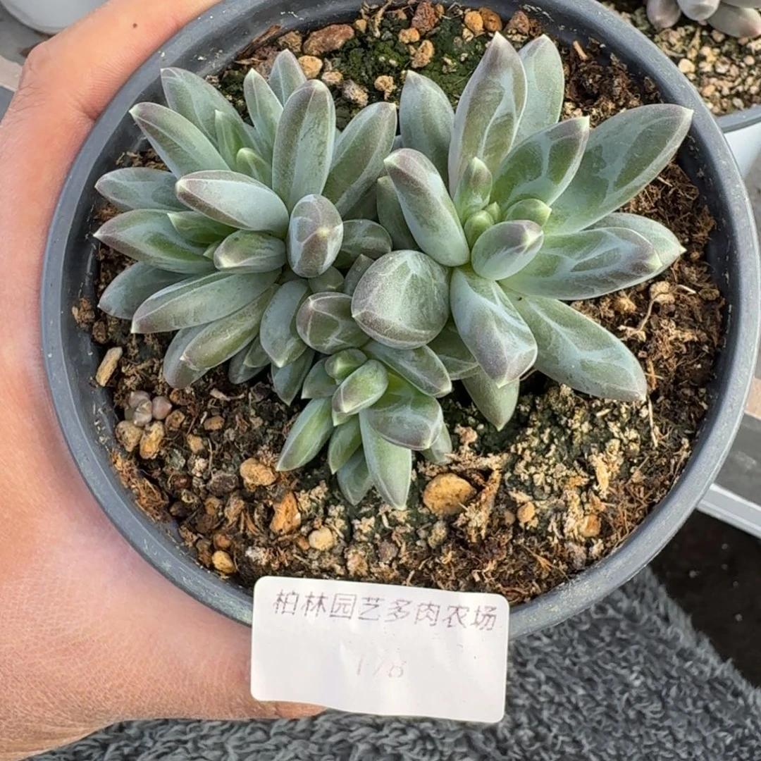 178 美人杂交 一物一拍