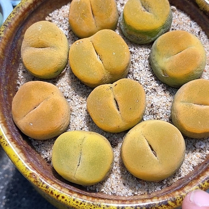 单头黄桃母本一颗