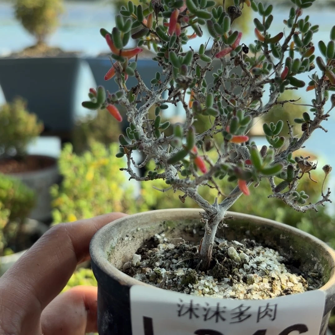 346老桩糖球枝干炸