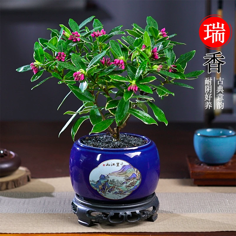 金边瑞香盆栽带花苞庭院花园室内客厅观赏绿植物花卉盆栽四季开花