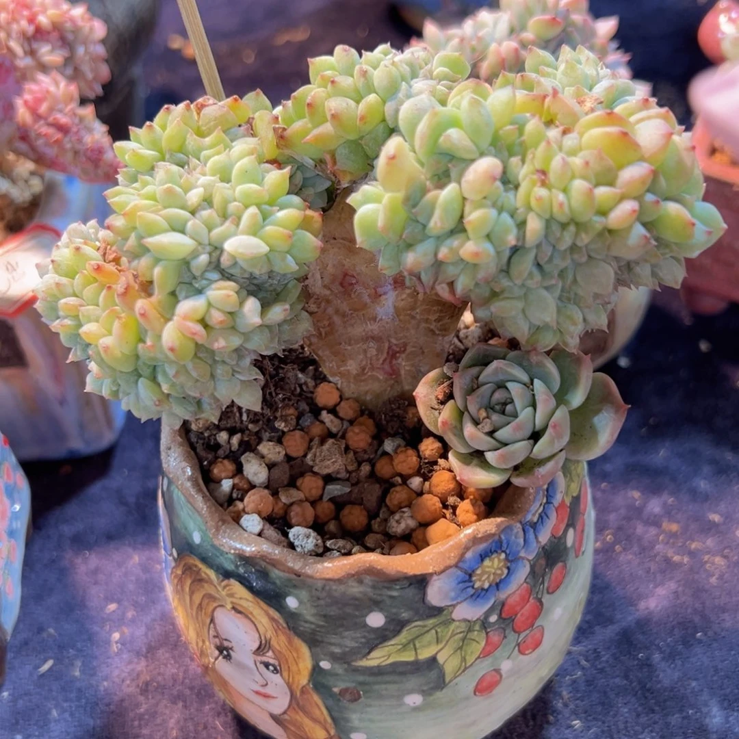 新年快乐啊宝宝们8888999