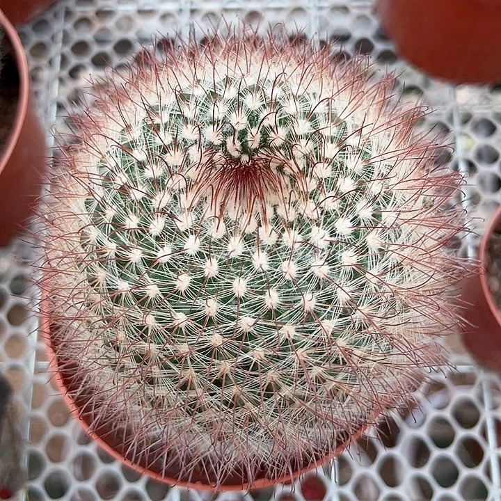 菲秀玉随机一颗。