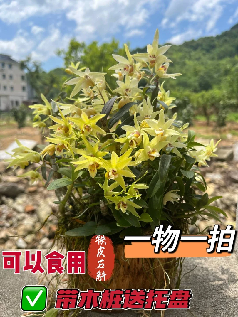 【一物一拍】铁皮石斛木桩种植室内外养殖春夏季开花绿植花卉盆栽