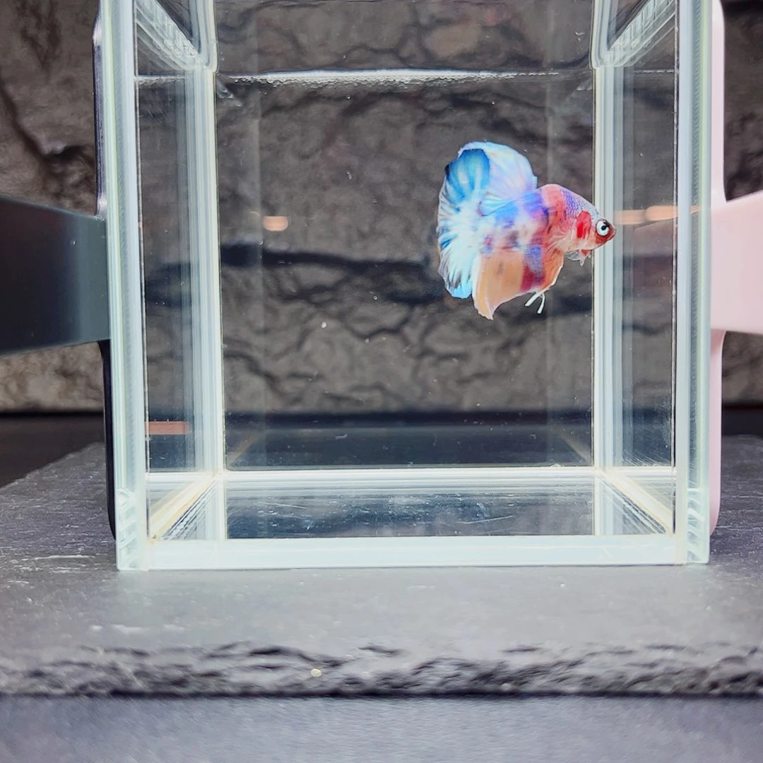 海水鱼宙斯斗鱼竞拍09-26