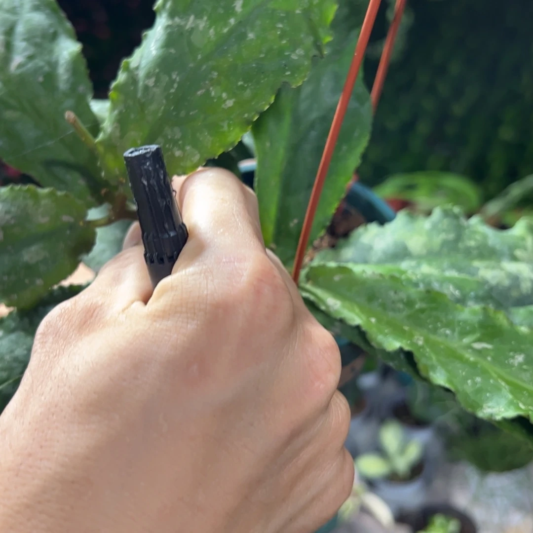 用***7无花朵波状叶球兰