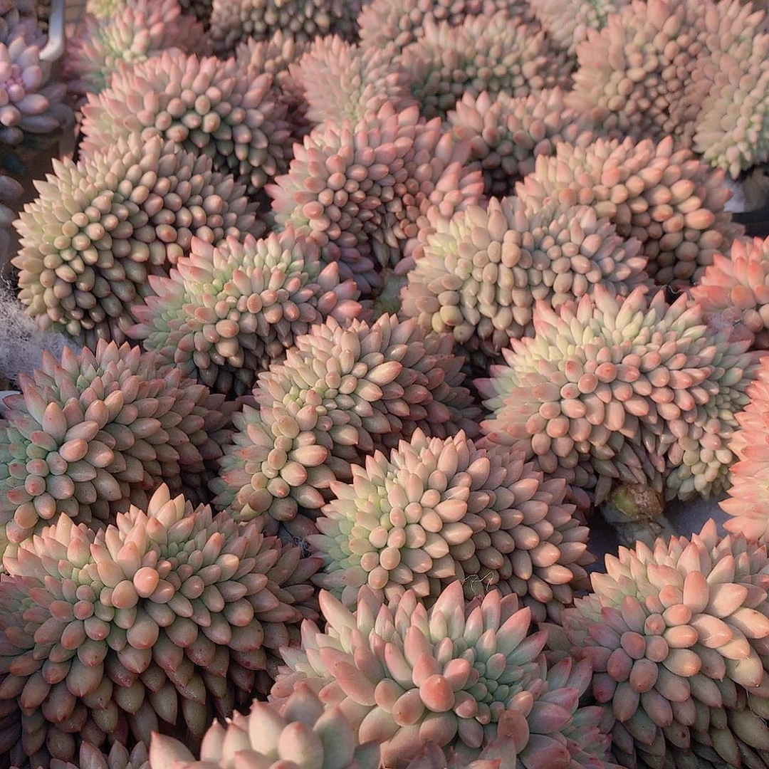 虞美人缀化456788990000