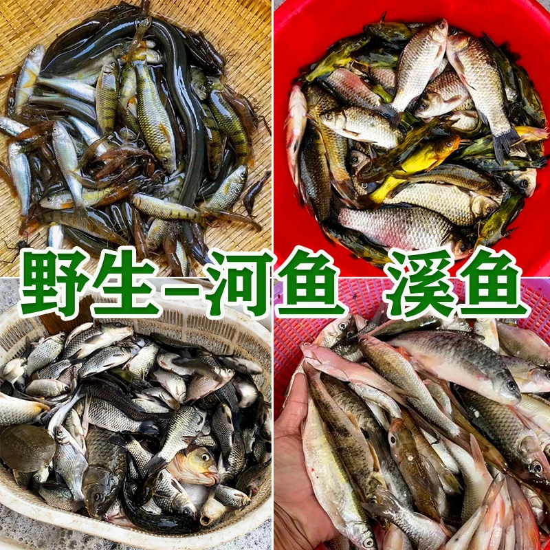闽北新鲜溪鱼 河鱼石斑鱼 鲫鱼 黄骨鱼【现杀冷冻发货】