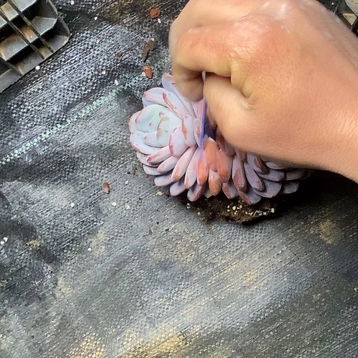 重****肉33//////////////