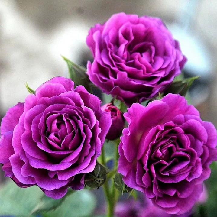 比利时浓香月季花苗阳台庭院花卉植物