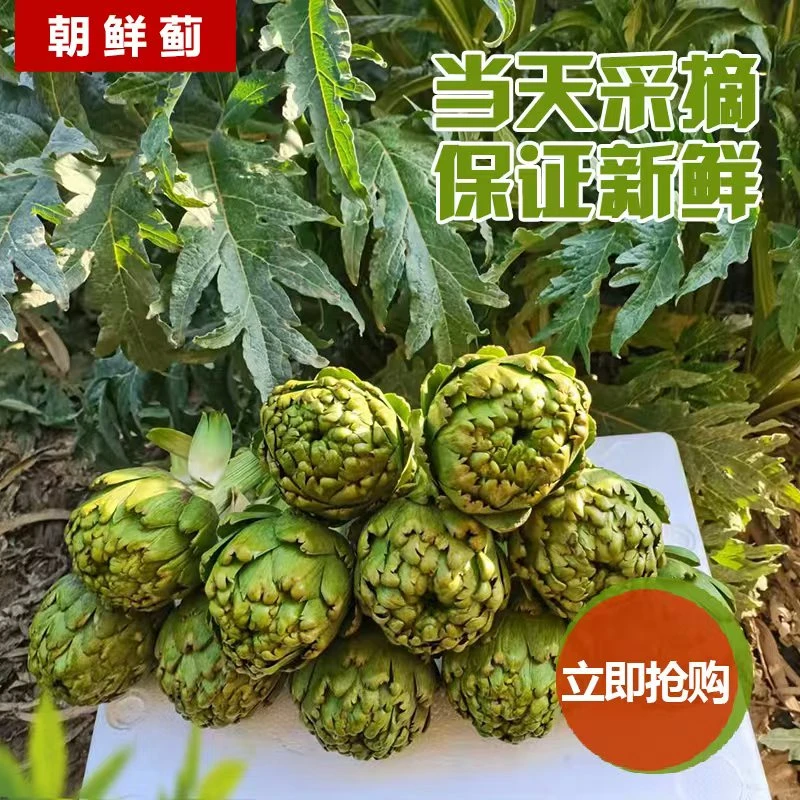 【王者之星中果】云南特产洋蓟朝鲜蓟蔬菜新鲜现摘现发