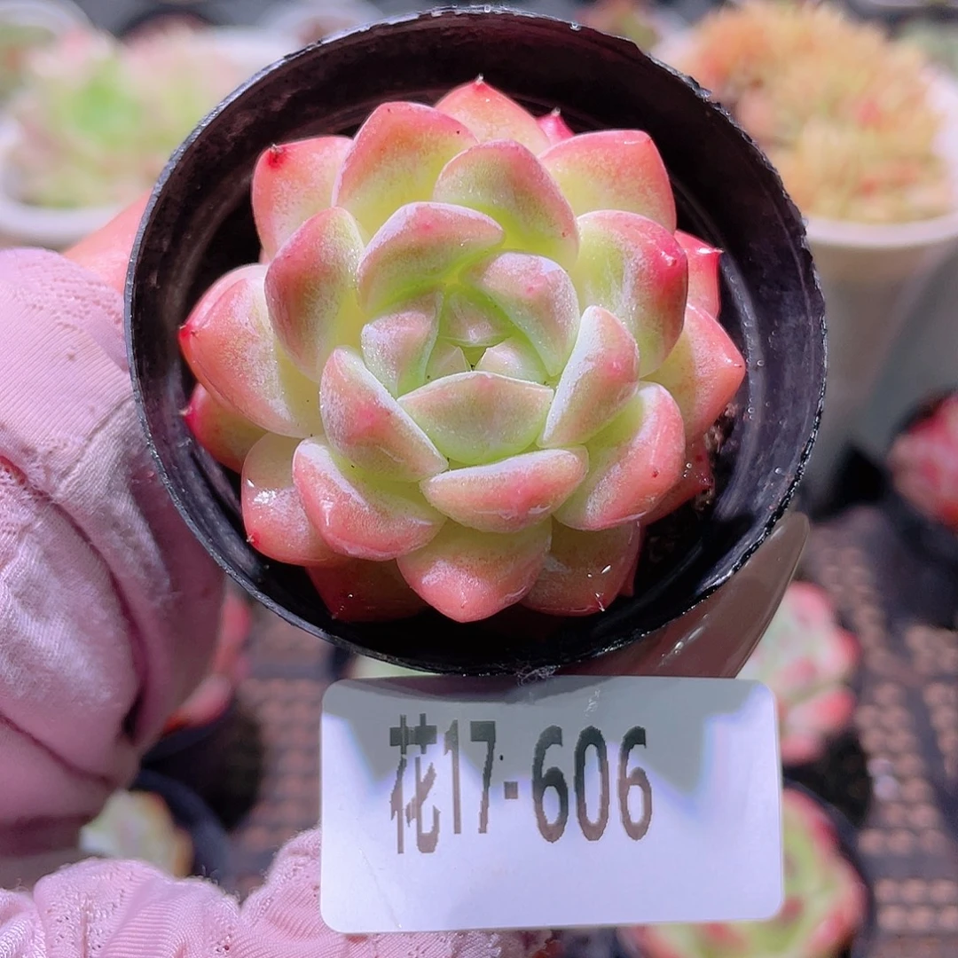 花利美17-606新品