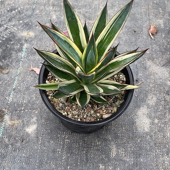 用***1无花朵龙舌兰绿色植物