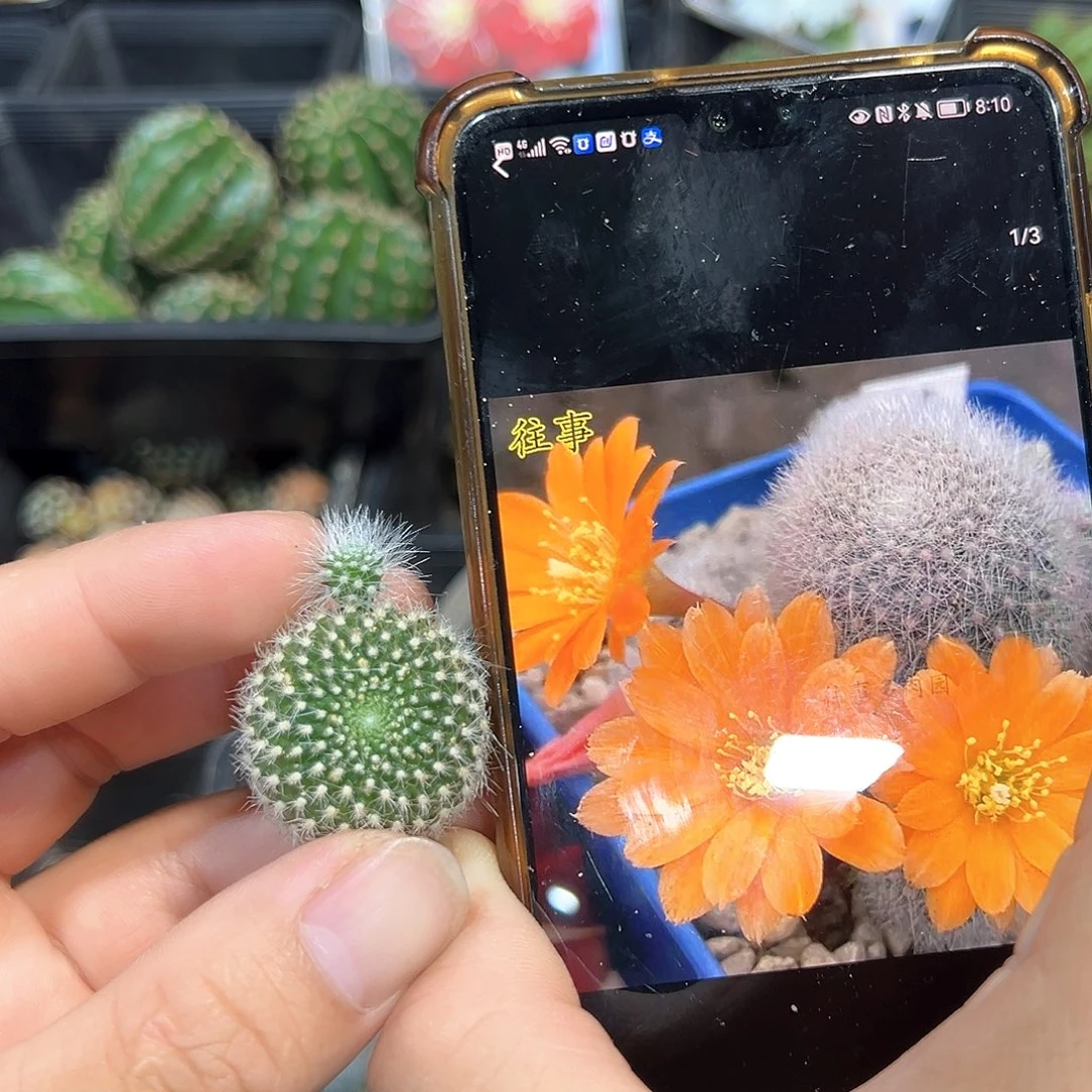 冰橙宝山属仙人球侧芽一颗