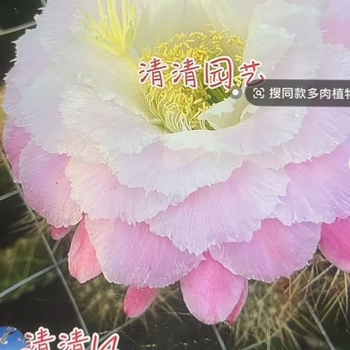 清清14根仙人球瑕疵