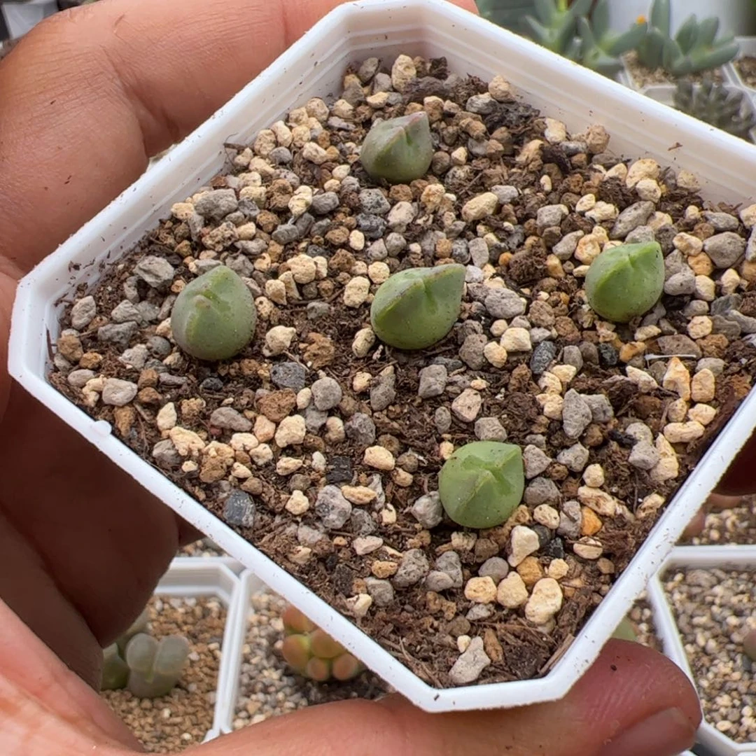 9.24大眼睛空蝉多肉植物234