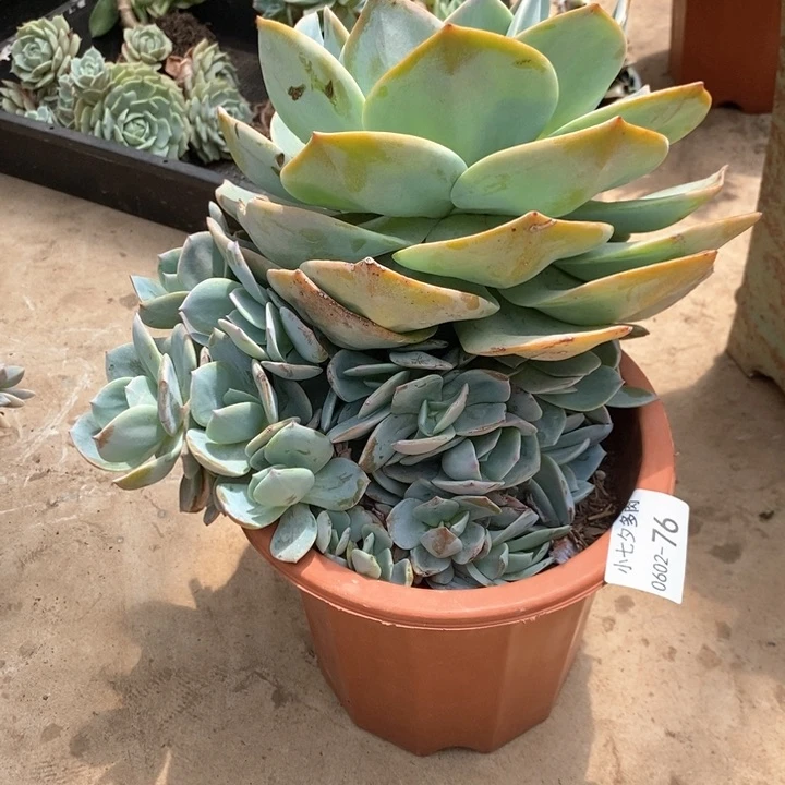 维**奶小七夕多肉白凤76