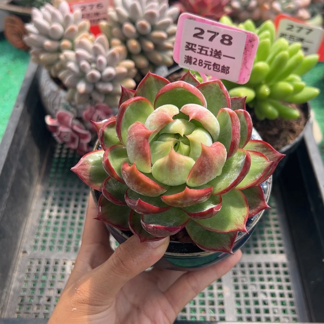 表妹精品多肉植物278.