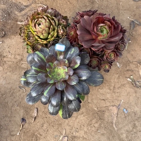 736多肉植物组合