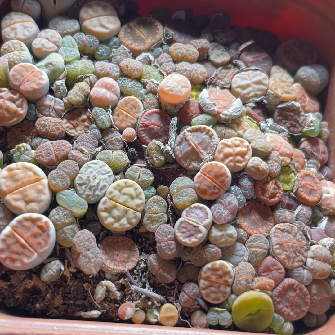 大盆特价一物一拍～41